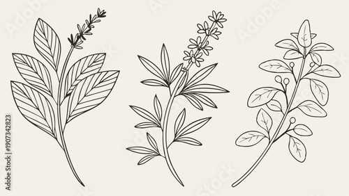Botanical Line Art Engraving Set Three Herbs for Natural Wellness Packaging Design and Organic Product Branding