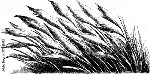 Botanical illustration of wind-bent grasses in vintage engraving style