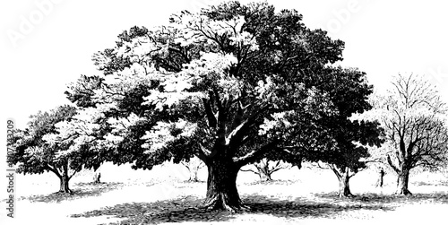 Winter allegory minimal landscape with vintage botanical theme - engraved tree silhouette artwork for design