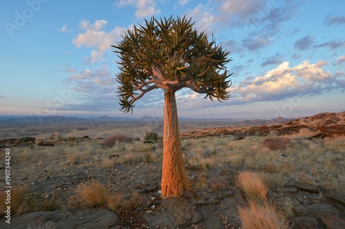 Köcherbaum (Aloe dichotoma) im Namib-Naukluft Nationalpark in Namibia