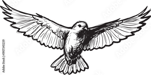 Black and white bird in flight with spread wings animal