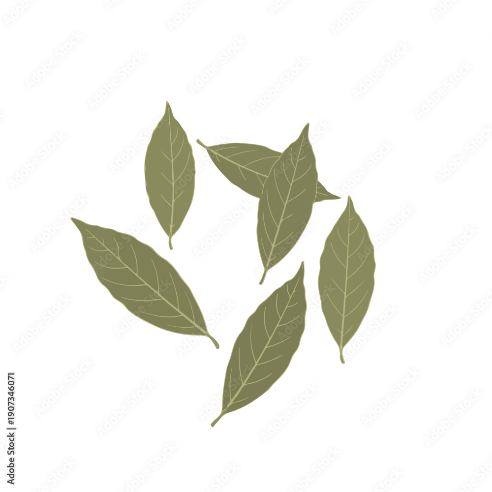 Fototapeta premium Bay Leaves Realistic Flat Vector Illustration