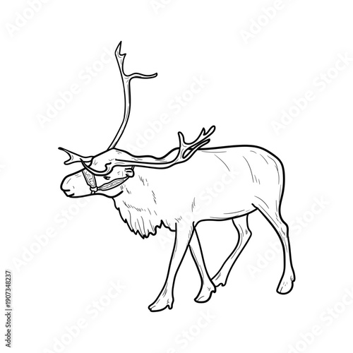 Reindeer with antlers, black and white sketch. Vector illustration. Arctic animals, drawing isolated on a white background. Concept of the tranquility of winter wildlife in its natural habitat.