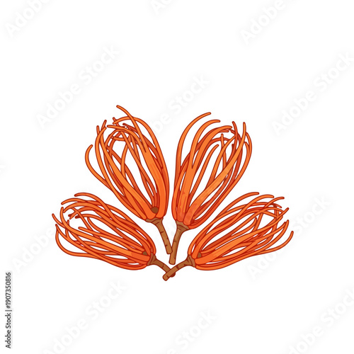 Mace Spice Flat Vector Illustration