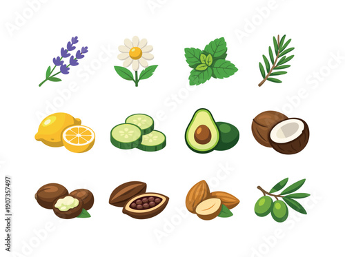 Botanical beauty ingredients in flat style: lavender sprig, chamomile flower, mint leaf, rosemary sprig, lemon, cucumber, avocado, coconut, shea nut, cocoa bean