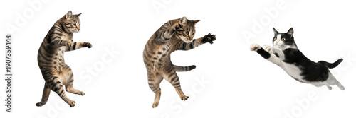 Set of Playful Cats Featuring Athletic Leaping and Standing Poses Isolated on Transparent Background PNG