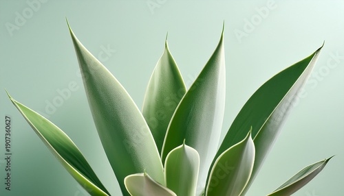 Wallpaper Mural Botanical Balance Minimal Cactus Leaves With Soft Green Torontodigital.ca