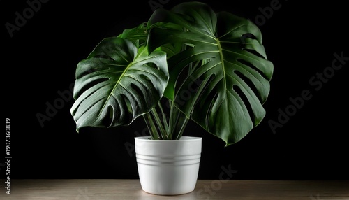 Wallpaper Mural Large Monstera Deliciosa Plant In White Pot With Black Background Torontodigital.ca