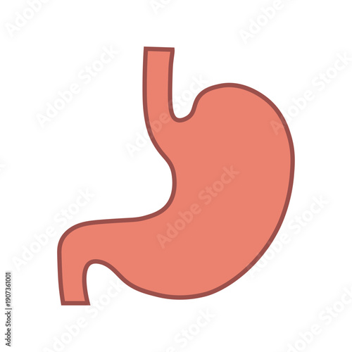 Human stomach anatomy vector icon isolated on white. Pink internal organ symbol for medical design, digestive system, gastroenterology, biology education, gastric health or body care illustration.