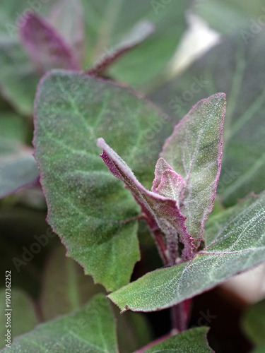Nahaufnahme der Blätter der roten Gartenmelde, Atriplex hortensis