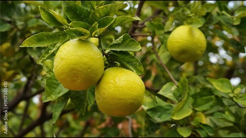 Fresh lemons hanging from lush green tree branches