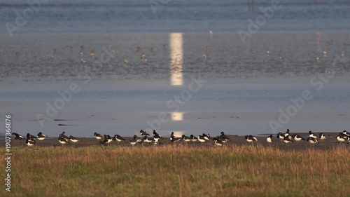 Wallpaper Mural A group of Eurasian oystercatcher (Haematopus ostralegus) standing in a salt marsh at low tide Torontodigital.ca