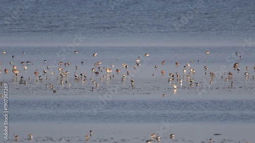 Wallpaper Mural A large group of wading birds stands on a mud bank while the water is receding in spring Torontodigital.ca
