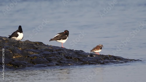 Wallpaper Mural A number of wading birds standing at the tide line during high tide (oystercatcher and turnstone) in spring Torontodigital.ca