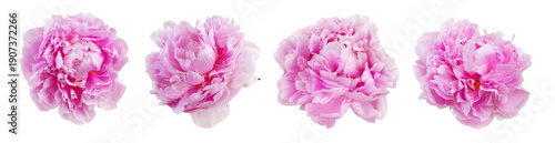Peony flowers elegant design set, isolated on white background. Beautiful blooming peonies flower, bud, various pink peonies close up, cut out