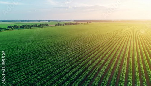 Wallpaper Mural Lush green farm fields stretching towards sunrise with vibrant crops Torontodigital.ca