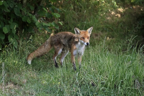 Wallpaper Mural Red fox (Vulpes vulpes), adult, alert, foraging, Surrey, England, Great Britain Torontodigital.ca