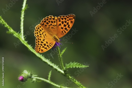 Silver-washed fritillary (Argynnis paphia), male, on flower of creeping thistle (Cirsium arvense), Hesse, Germany