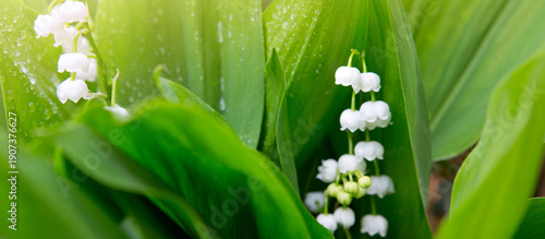 Blooming lily of the valley flowers in the spring garden.