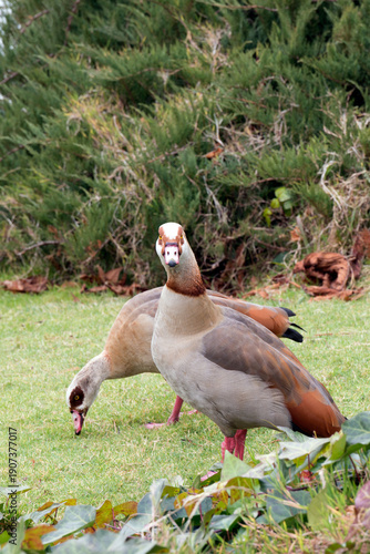 Couple of Egyptian geese, invasive species in European Union since 2017