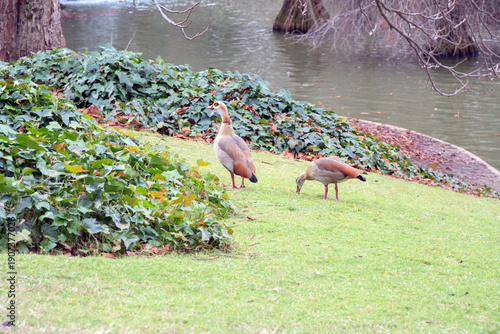 Egyptian geese at Retiro park, in Madrid, Spain