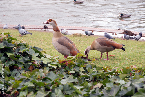 Egyptian geese are commonly seen in Spain