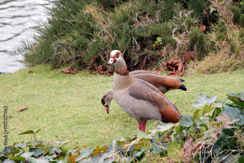 Couple of Egyptian geese, invasive species in European Union since 2017