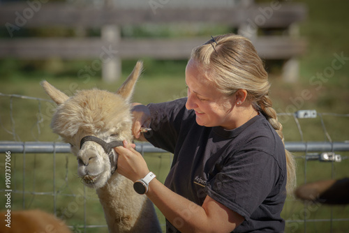 Obraz na płótnie Authentic smiling woman gently haltering a beige alpaca on a farm, preparing for a therapeutic animal trek, ideal for mental health and wellness campaigns