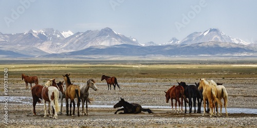 Horses along the Kol Suu River, Naryn Province, Kyrgyzstan