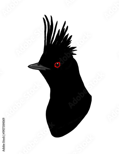 Φωτογραφία Illustration of a Jet black Phainopepla flycatcher with transparent background,