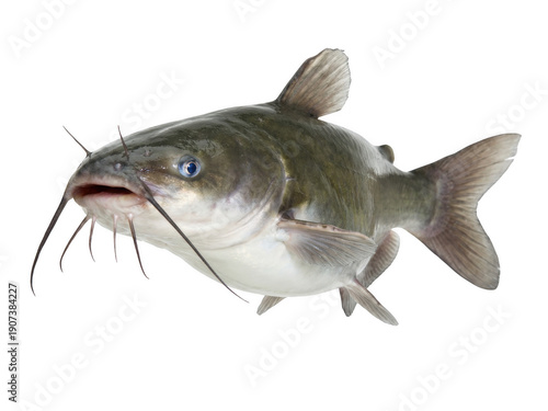 Robust Channel Catfish Isolated Against a Dark Void