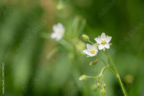 Wallpaper Mural Close up of corn spurry (spergula arvensis) flowers in bloom Torontodigital.ca