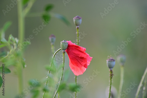 Poppy flowers last petal