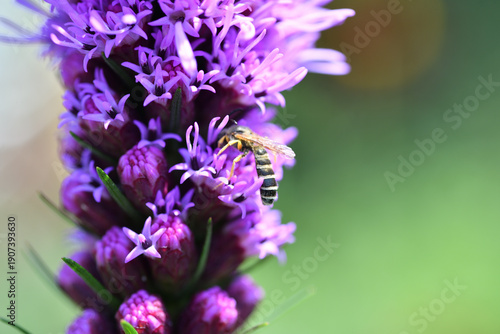 Bee on purple flower