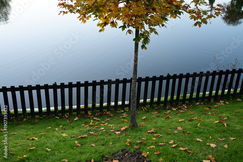 Lakeshore with tree and fence