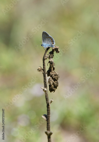 Blue butterfly on dry plant