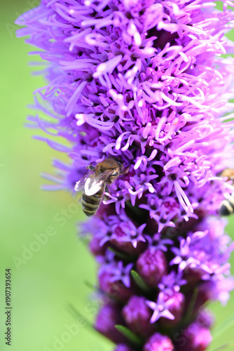 Bee on purple flower