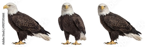 Bald eagle standing isolated (PNG)