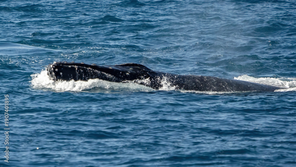 Fototapeta premium Humpback Whale activity off Maui Hawaii