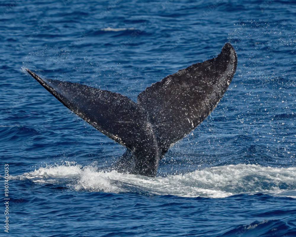Fototapeta premium Humpback Whale activity off Maui Hawaii