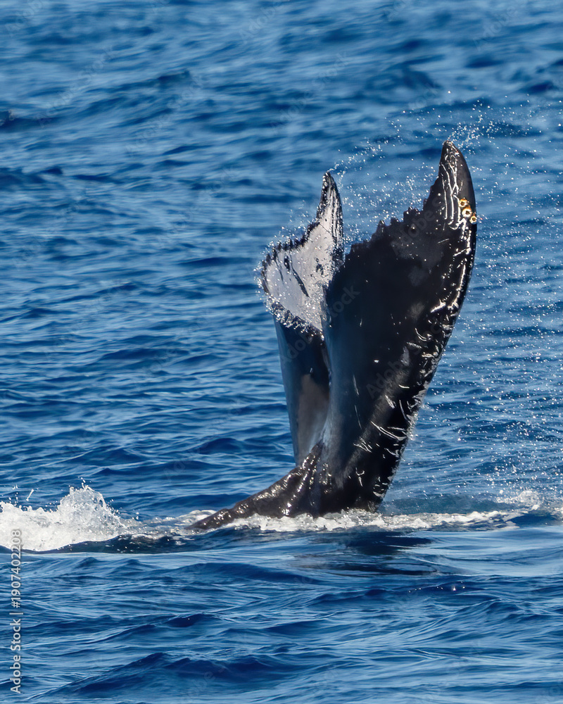 Fototapeta premium Humpback Whale activity off Maui Hawaii