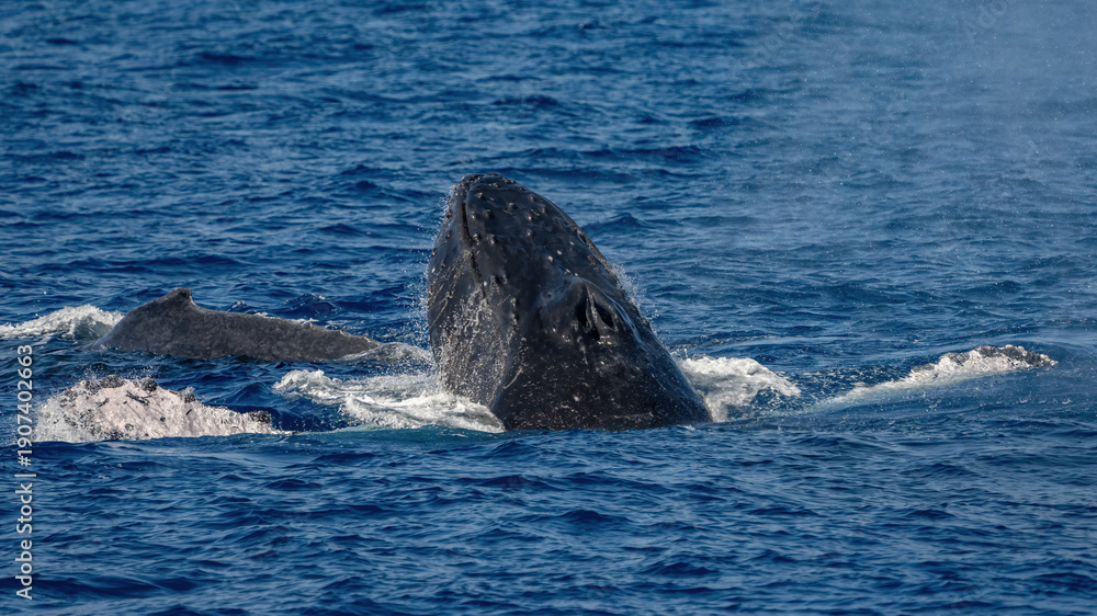 Fototapeta premium Humpback Whale activity off Maui Hawaii