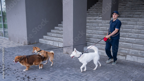 Photography A man walks three different dogs.