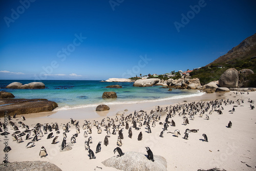 Wallpaper Mural Penguin Colony at Boulders Beach Cape Peninsula during Sunny Day, Cape Town Torontodigital.ca