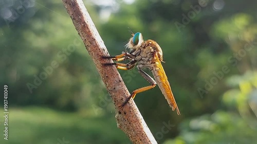 Asilidae or robber flies, predatory flies, cannibal insects