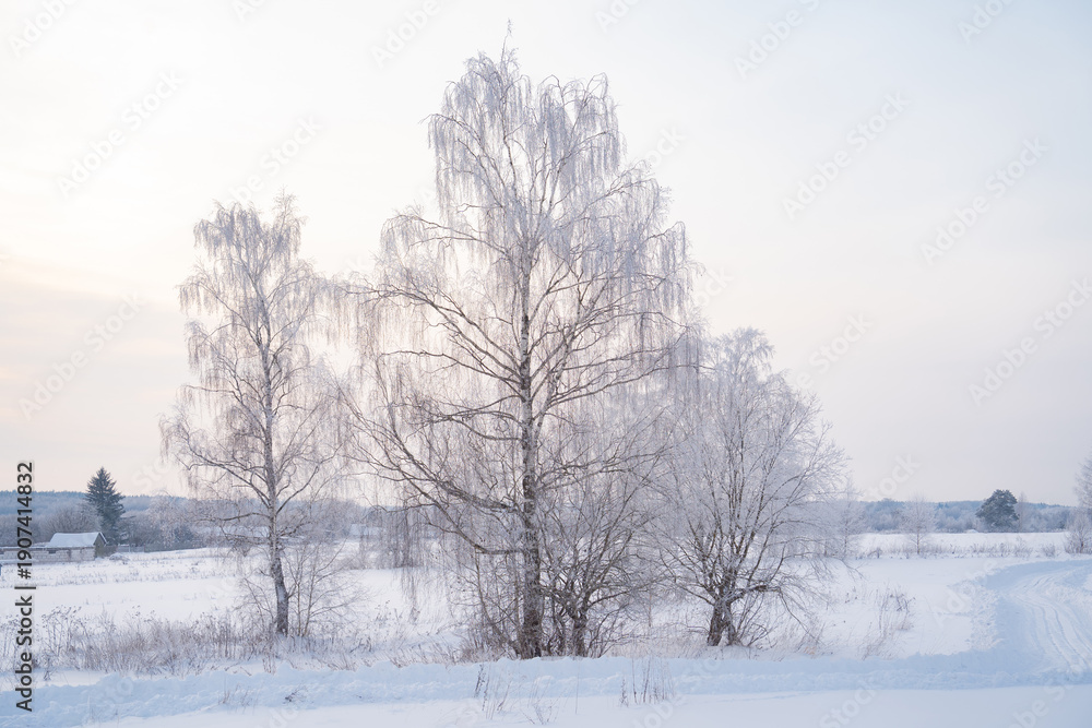 Fototapeta premium winter forest after a snowfall, sunny day, trees in the snow