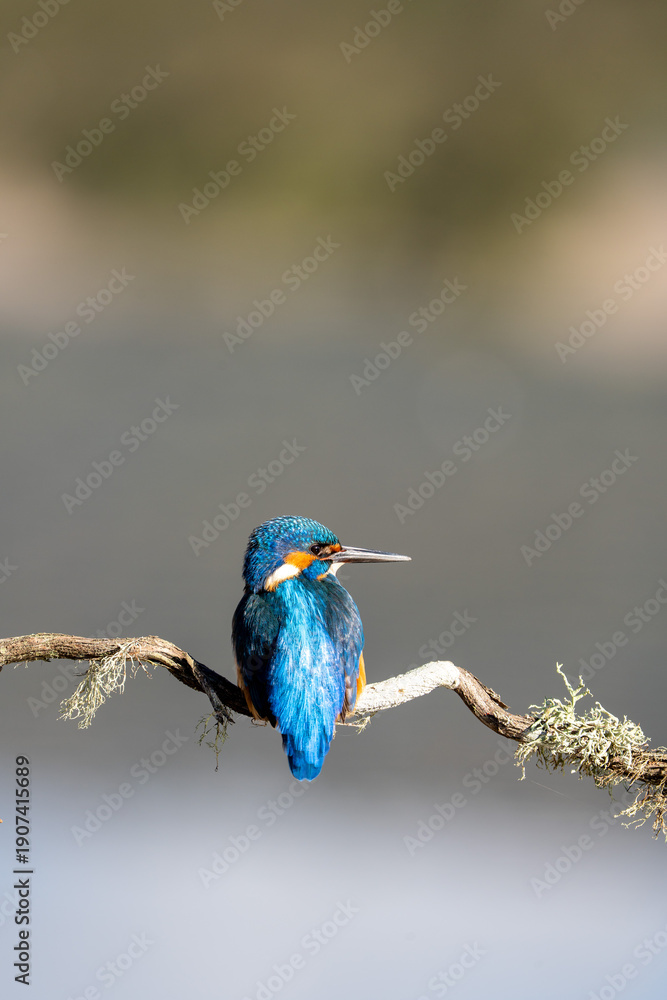 Obraz premium Common kingfisher (Alcedo atthis) photographed in Spain