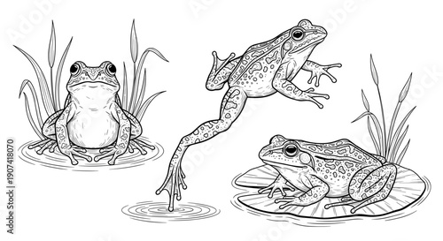 Illustration of three frogs in natural habitat with detailed textures and realistic features
