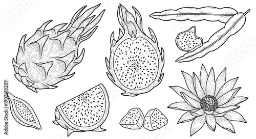 Collection of botanical and fruit illustrations featuring various leaves, fruits, and flowers in detailed black and white sketches