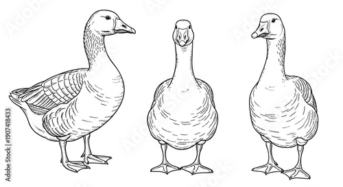 Detailed black and white sketch of a goose from three different angles showcasing feathers